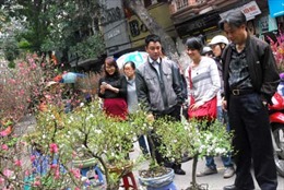 Thị trường cây cảnh, hoa Tết 2013: Hoa, cây cảnh giá rẻ được ưa chuộng